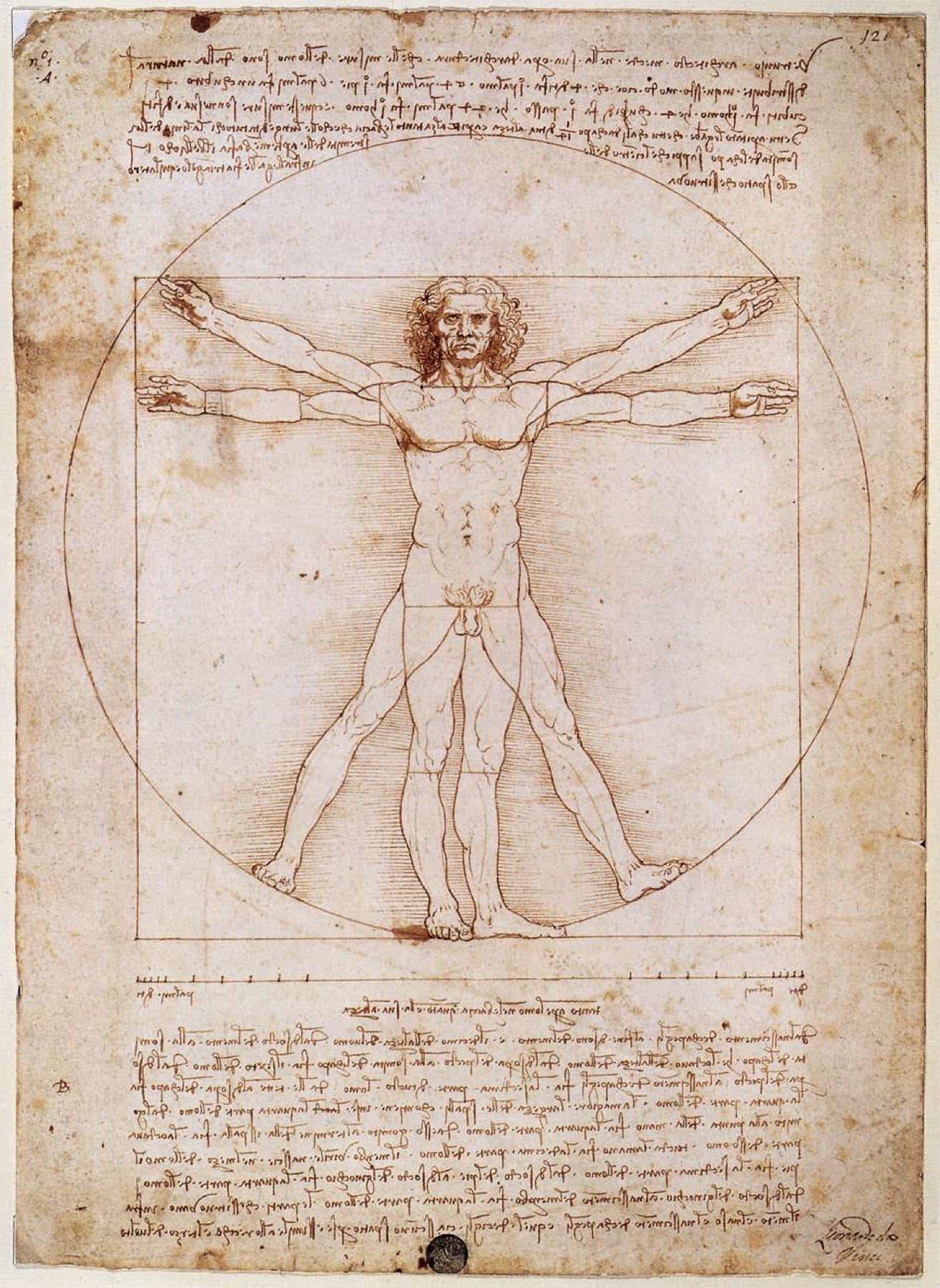 Vitruvian Man by Leonardo da Vinci
